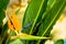 Flowering plant Strelitzia. Floral symbol of Los Angeles city