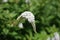 A flowering plant which resembles a bird`s head.