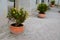 Flowering plant, in wooden flower pot. castle garden terrace