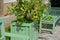 Flowering plant, in wooden flower pot. castle garden terrace