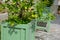 Flowering plant, in wooden flower pot. castle garden terrace