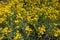 Flowering plants of Alyssum montanum in spring