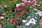 Flowering plants of carnations
