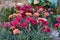 Flowering plants of carnations