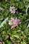 Flowering plants on Cayambe Volcano