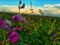 Flowering plants `dioclea` against a beautiful background of cloud landscape