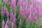 Flowering plants of fireweed, Epilobium angustifolium