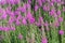 Flowering plants of fireweed, Epilobium angustifolium