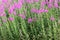 Flowering plants of fireweed, Epilobium angustifolium