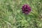 Flowering plants and flowers in subalpine meadows.