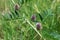 Flowering plants and flowers in subalpine meadows.