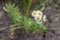 Flowering plants and flowers in subalpine meadows.