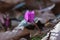 Flowering plants and flowers in subalpine meadows.