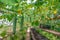 Flowering plants green cucumbers growing in a greenhouse on the farm, healthy vegetables without pesticides, organic