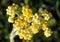 Flowering plants of helichrysum arenarium immortelle