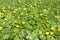 Flowering plants of lesser celandine