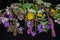 Flowering plants, purple periwinkle and hyacinth, yellow dandelion and celandine, plum blossom and cherry blossom on a black backg