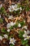 Flowering plants on the sand dunes in spring in a state park. Indiana Dunes National Lakeshore, USA