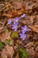 Flowering plants on the sand dunes in spring in a state park. Indiana Dunes National Lakeshore, USA