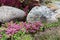 Flowering plants in a small rockery in the summer garden. Blooming pink stonecrop, sedum