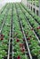 Flowering plants in spring in the greenhouse