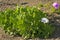 Flowering plants, Succulent, Succulents Aloe, Agave in a flower bed on Catalina Island in the Pacific Ocean