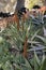 Flowering plants, Succulent, Succulents Aloe, Agave in a flower bed on Catalina Island in the Pacific Ocean