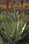 Flowering plants, Succulent, Succulents Aloe, Agave in a flower bed on Catalina Island in the Pacific Ocean