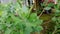 Flowering Pluchea indica beluntas leaf plant