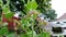 Flowering Pluchea indica beluntas leaf plant blooming