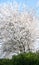 Flowering plum tree in spring