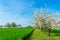 Flowering plum trees, prunus domestica