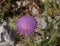 A flowering plume thistle in Croatia