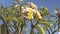 Flowering Plumeria white flowering tree