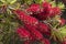 Flowering Pohutukawa