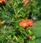 Flowering pomegranate bush with a red flowers