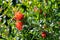 Flowering pomegranate bush with a red flowers