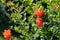 Flowering pomegranate bush with a red flowers