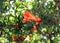 Flowering pomegranate tree in the spring