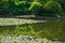 Flowering pond of Japanese garden, Kyoto Japan.