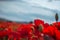 Flowering Poppies And Blue Sky