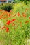 Flowering poppies on the coast