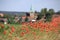 Flowering poppies in Lower Saxony, Germany