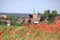 Flowering poppies in Lower Saxony, Germany