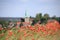 Flowering poppies in Lower Saxony, Germany