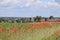 Flowering poppies in Lower Saxony, Germany