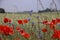 Flowering poppies in Lower Saxony, Germany