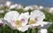 Flowering poppy field