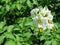 Flowering potato