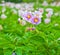 Flowering potato